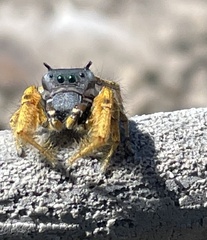 Phidippus arizonensis