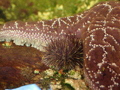 Echinoidea