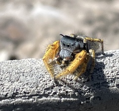 Phidippus arizonensis