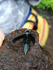 Synoeca septentrionalis