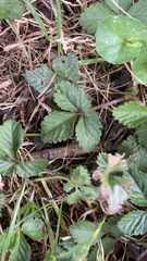 Potentilla indica