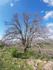 Quercus rugosa