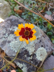 Coreopsis basalis