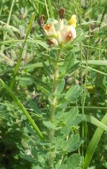 Chamaecytisus hirsutus