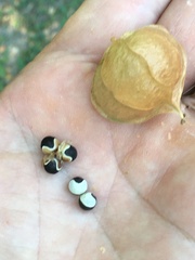 Cardiospermum halicacabum