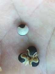 Cardiospermum halicacabum