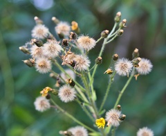Hieracium lachenalii