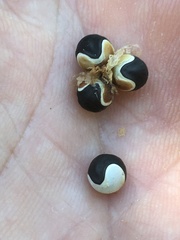 Cardiospermum halicacabum