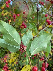 Malus baccata