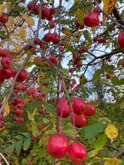 Malus baccata