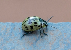 Platyphora fraterna