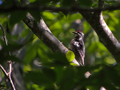 Sphyrapicus varius image