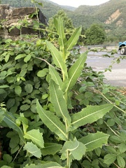 Lactuca virosa