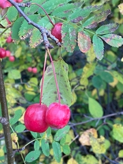 Malus baccata