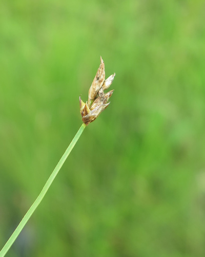 Carex pseudocuraica iNat (2)