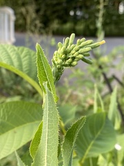 Lactuca virosa