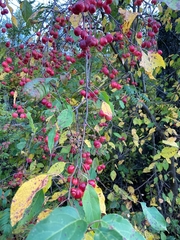 Malus baccata