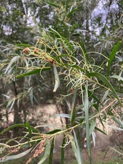 Acacia floribunda