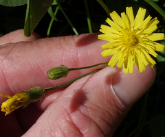 Crepis tectorum