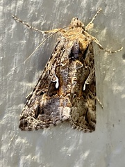 Autographa californica