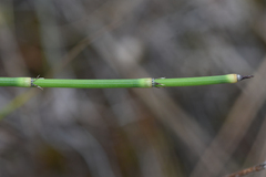 Equisetum
