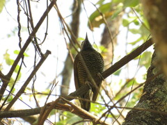 Colaptes rubiginosus