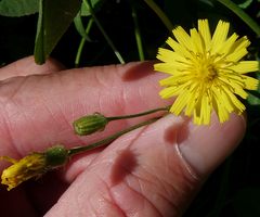 Crepis tectorum