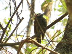 Colaptes rubiginosus