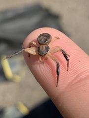 Xysticus texanus