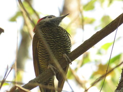 Colaptes rubiginosus