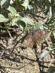 Erynnis funeralis