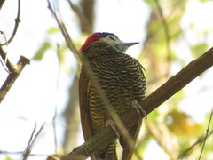 Colaptes rubiginosus