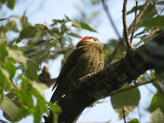 Colaptes rubiginosus