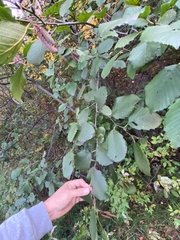 Alnus incana