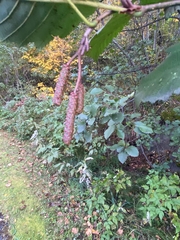 Alnus incana