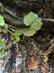 Hydrocotyle ranunculoides