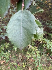 Alnus incana