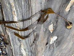 Laminaria digitata