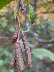 Alnus incana