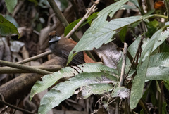 Rhipidura teysmanni