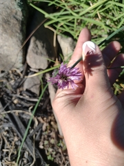 Allium schoenoprasum