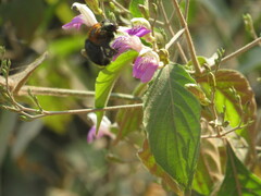 Xylocopa eximia
