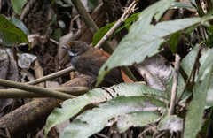 Rhipidura teysmanni
