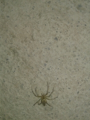 Peucetia rubrolineata