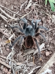 Dugesiella anitahoffmannae