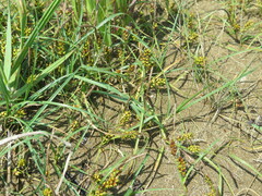 Carex pumila