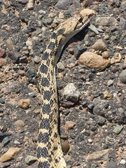 Pituophis catenifer deserticola