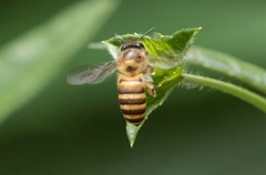 Apis nigrocincta