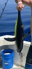 Thunnus atlanticus