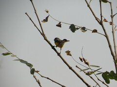 Myioborus brunniceps